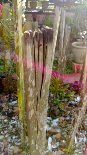 WP_20130127_017.jpg