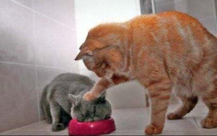 mean-cat.jpg mean-cat.jpg