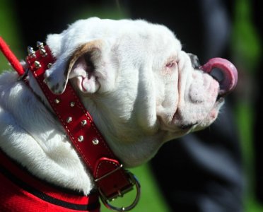 101510_uga_ugaviii_licks_kw10_w580_h468.jpg