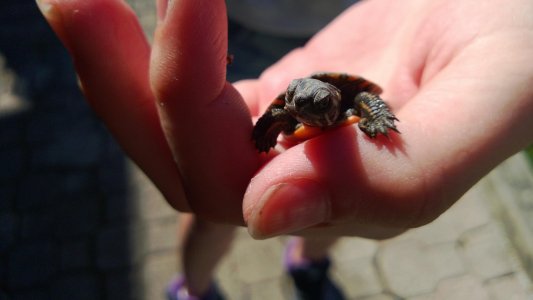 turtle.jpg