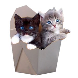 WPC_Cat_in_the_box.jpg
