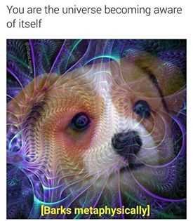 barks metaphysically.jpg