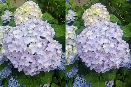 FlowerStereogram.jpg