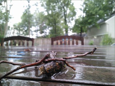 Rainysticks.jpg