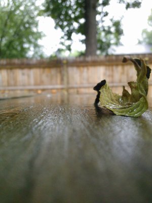 Leaf.jpg
