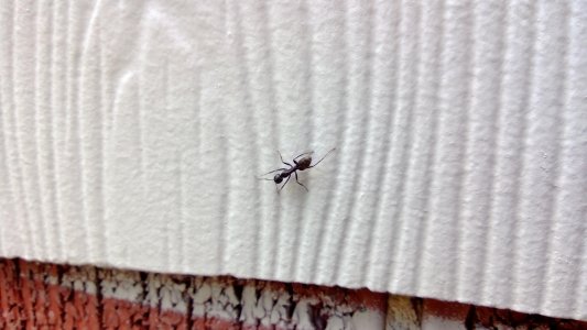 ant2.jpg