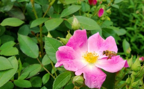 bee.jpg