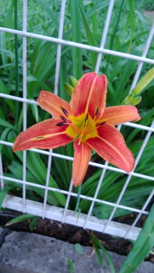 WP_20130608_001.jpg