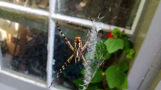 SPIDER.jpg