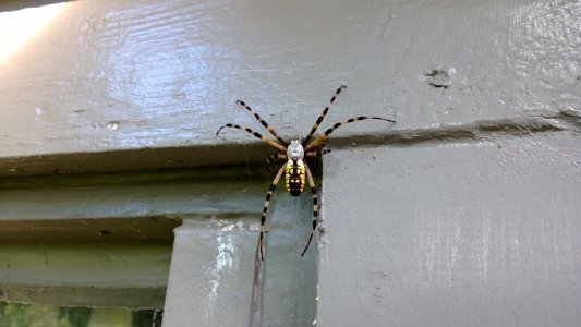 SPIDER2.jpg