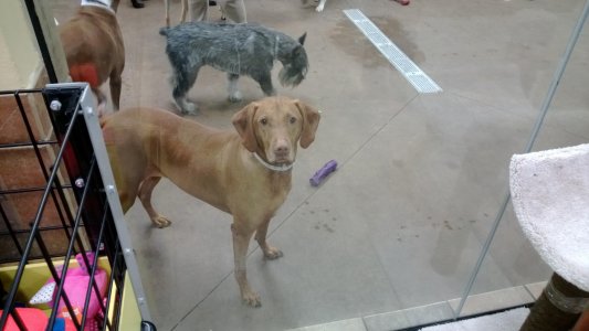 Dog4.jpg