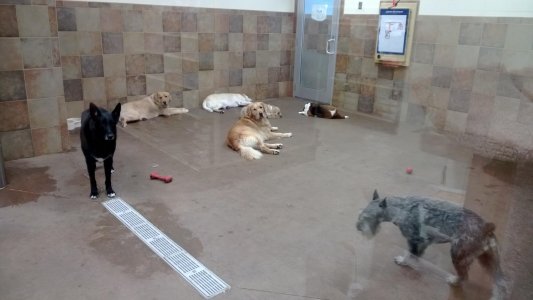 Dog2.jpg