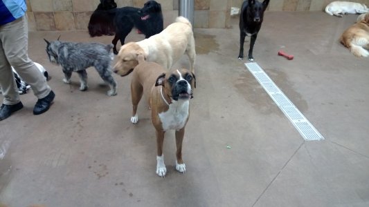 Dog1.jpg