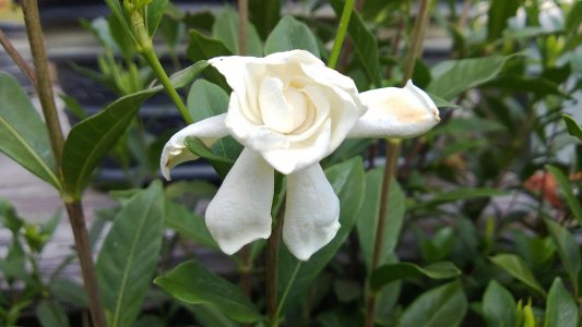 white-flower.jpg