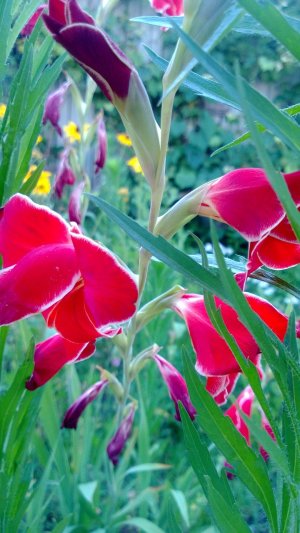 WP_20130707_004.jpg