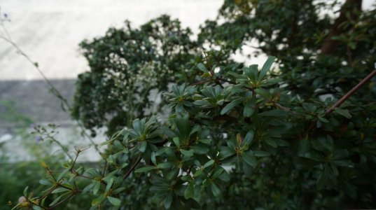 DSC01271_zps19816cf7.jpg