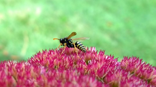 Wasp.jpg