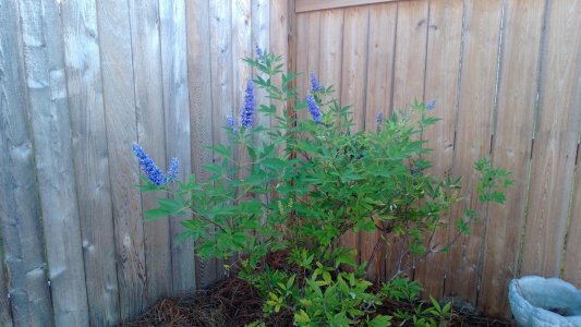 melbas-garden.jpg