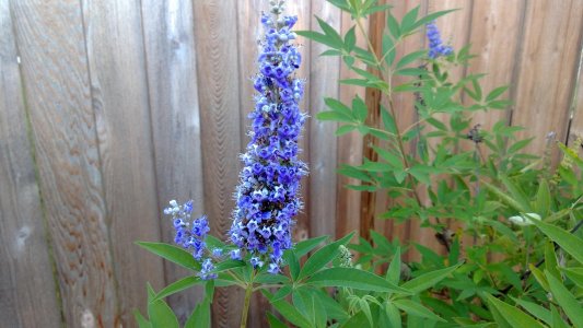 melbas flower.jpg