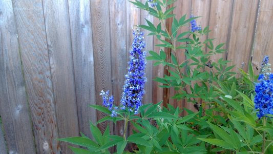 melbas flower2.jpg