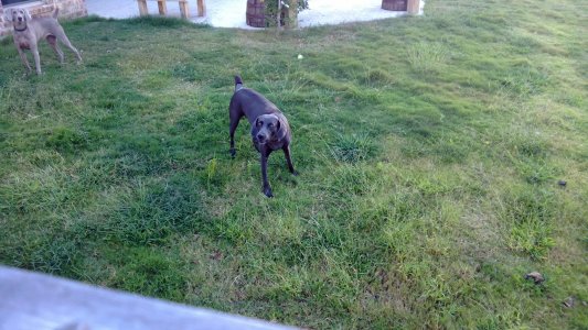 melbas neighbor dog1.jpg