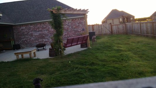 melbas neighbor dog2.jpg