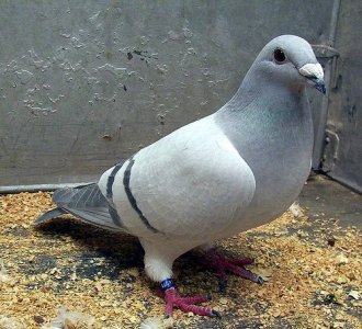 British-Show-Racer-Pigeon-1.jpg