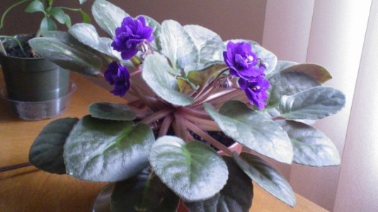 PhotoChooser-e66723a8-2ae2-48e7-bca6-b02810bb26bf.jpg