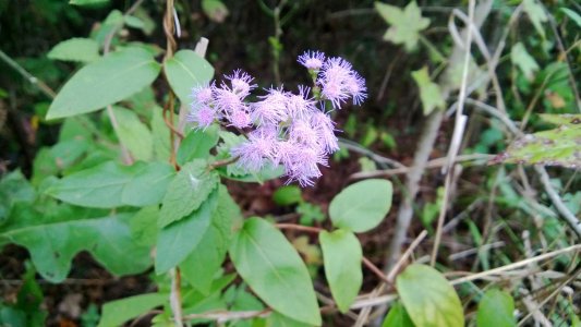 flower-10-03-2013.jpg