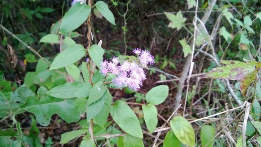 flower-10-03-2013a.jpg