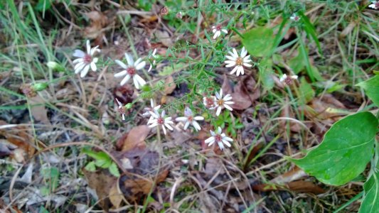 flower-10-03-2013c.jpg