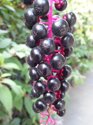 WP_20130920_016.jpg