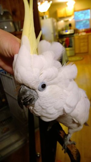 Cockatoo.jpg