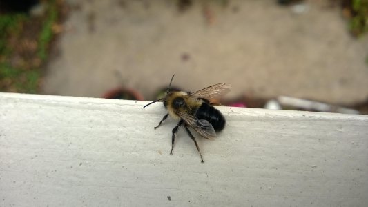 Bee3.jpg