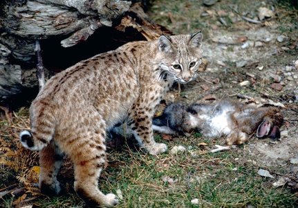 bobcat_1.jpg