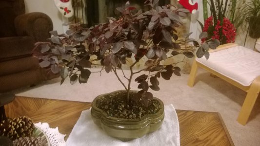 WP_20131217_06_33_03_Pro.jpg