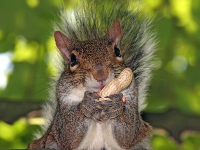 squirrel-8865.jpg