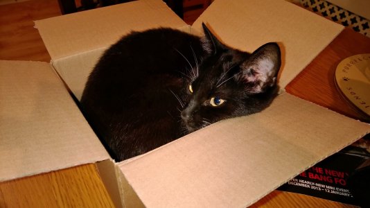 cat.jpg