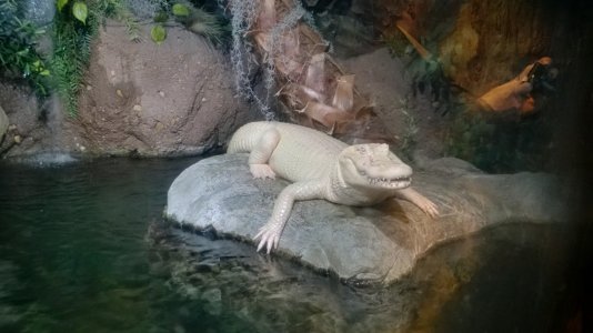 gator.jpg