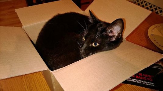 cat.jpg