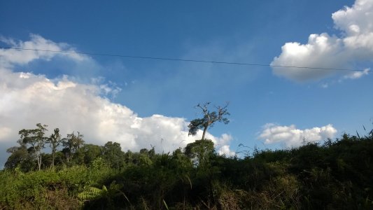 Tree.jpg