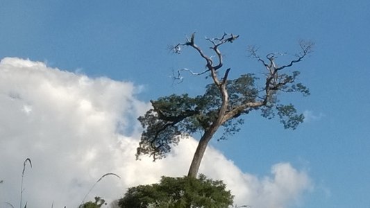 Tree Zoom.jpg