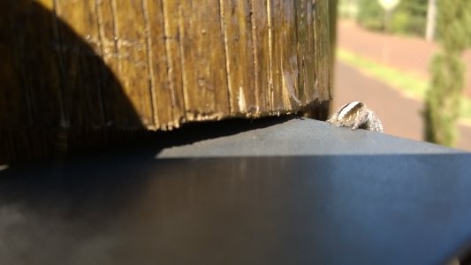 Macro 2.jpg