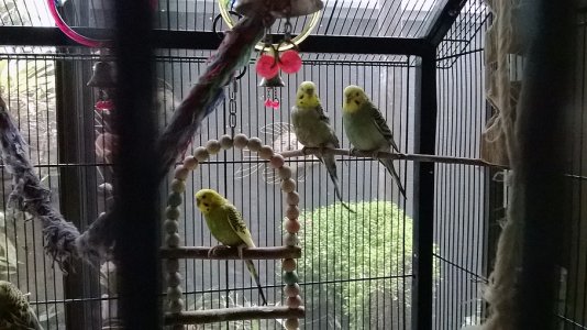 Budgies.jpg