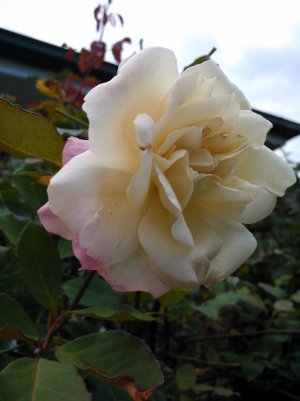 WP_000390.jpg