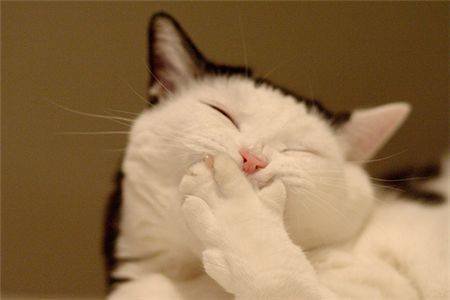 cats-laughing-cat.jpg