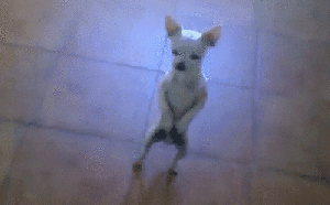 bachata_0a4682_2547958.gif