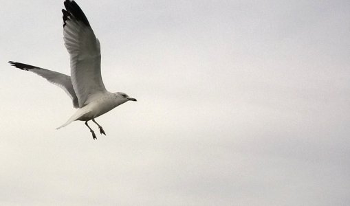 Fly like a seagull.jpg