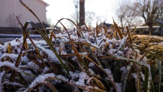 Grass Ice.jpg