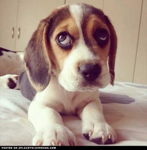 puppy-eyes.jpg